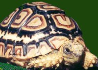 Influence of calcium offered to leopard tortoises